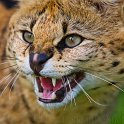 slides/_MG_7355.jpg wildlife, feline, cat, predator, fur, spot, african, serval, eye, fang WBCW31 - African Serval